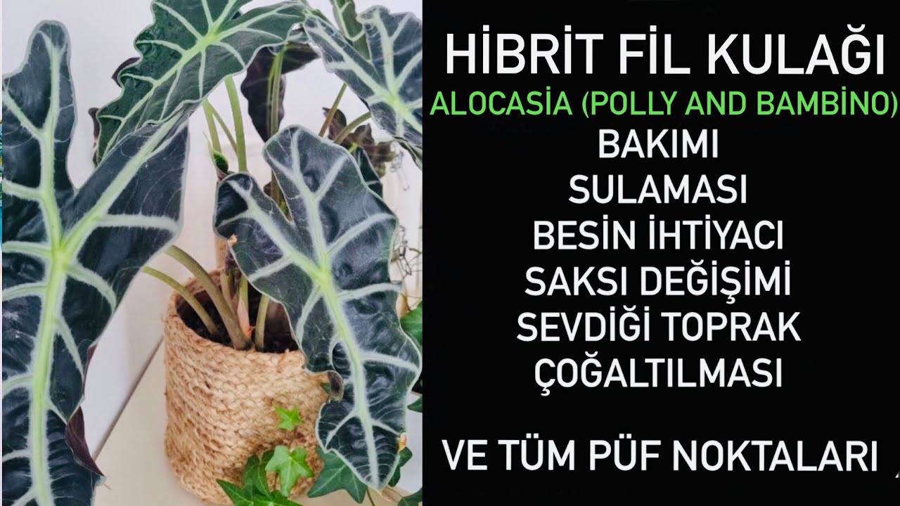 Alocasia (Polly and bambino) - Hibrit Fil kulağı bakımında bilmeniz gereken herşey..