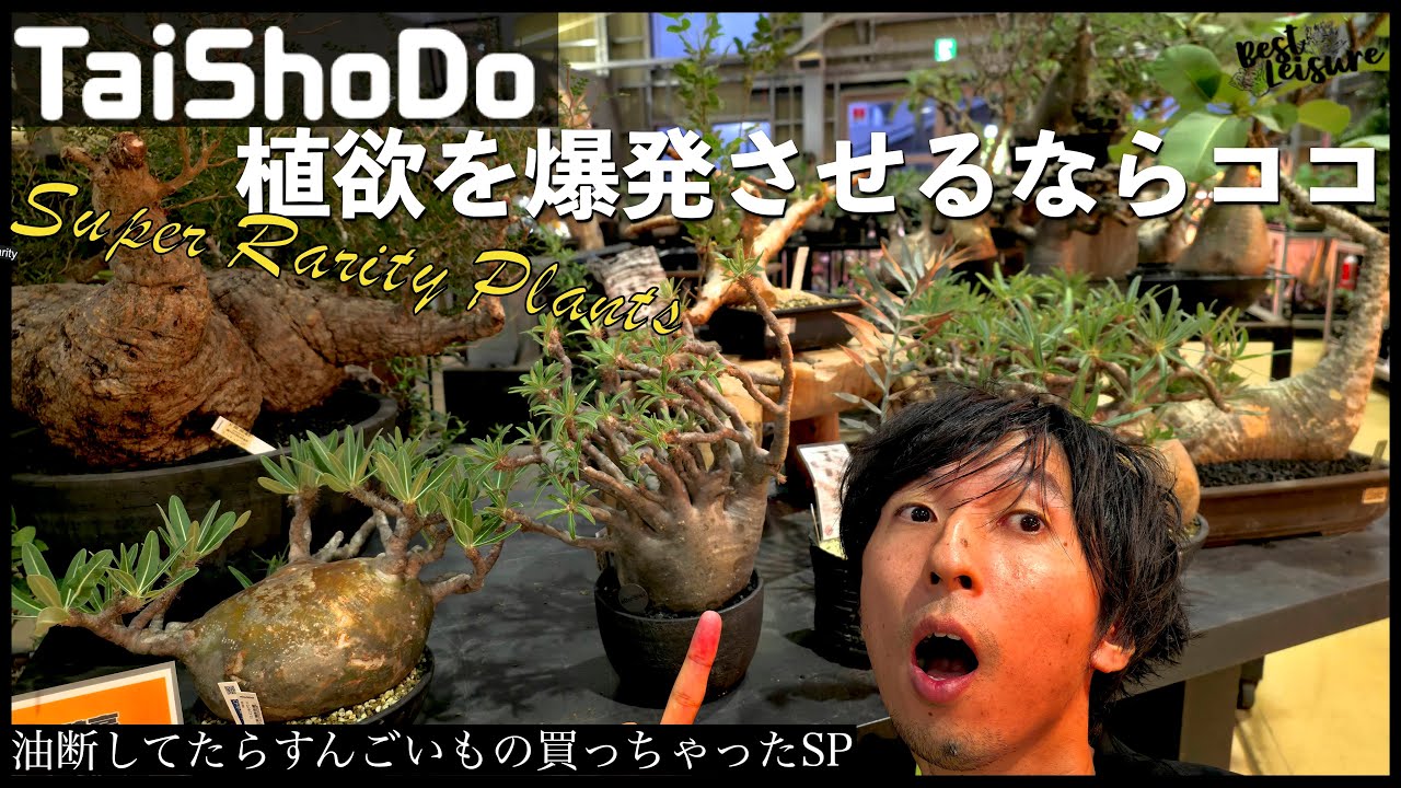 【国宝級株飽和】TaiShoDoにフラっと寄ったらトンデモない株だらけだったから今すぐ行った方がいいよSP
