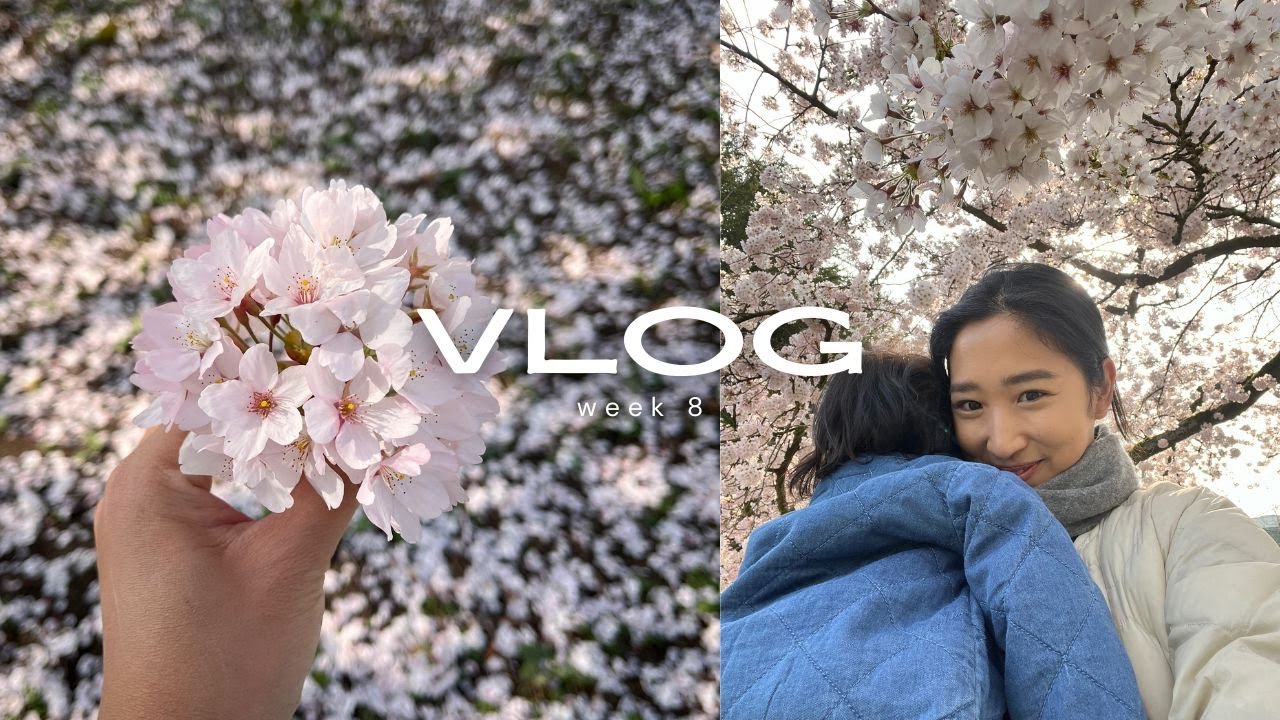 デュッセルドルフ生活｜ドイツの桜｜Living in Düsseldorf