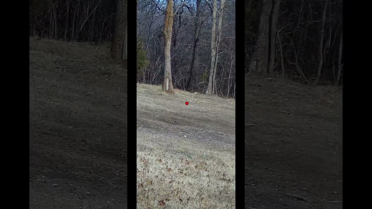 How to shoot a single rabbit target #shorts
