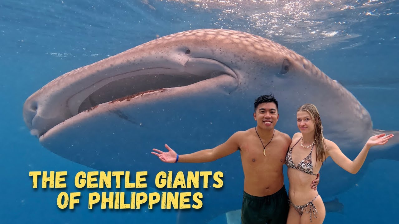 Swimming with the WHALE SHARKS in OSLOB - Philippines (Is it worth it?)