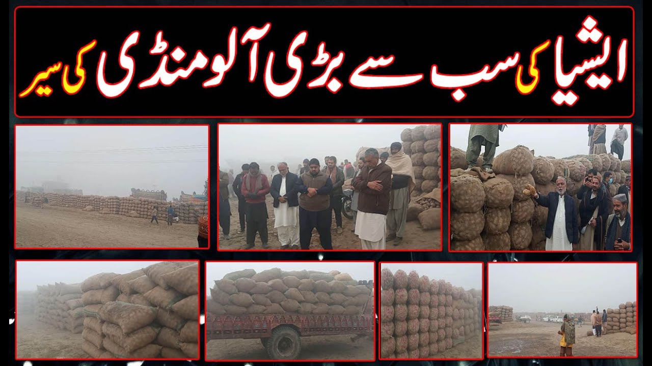 Asia Top Potato Market Okara || Asia Ki  Barri Aalo Mandi || Asia Largest 16 Acres Potatoes Center