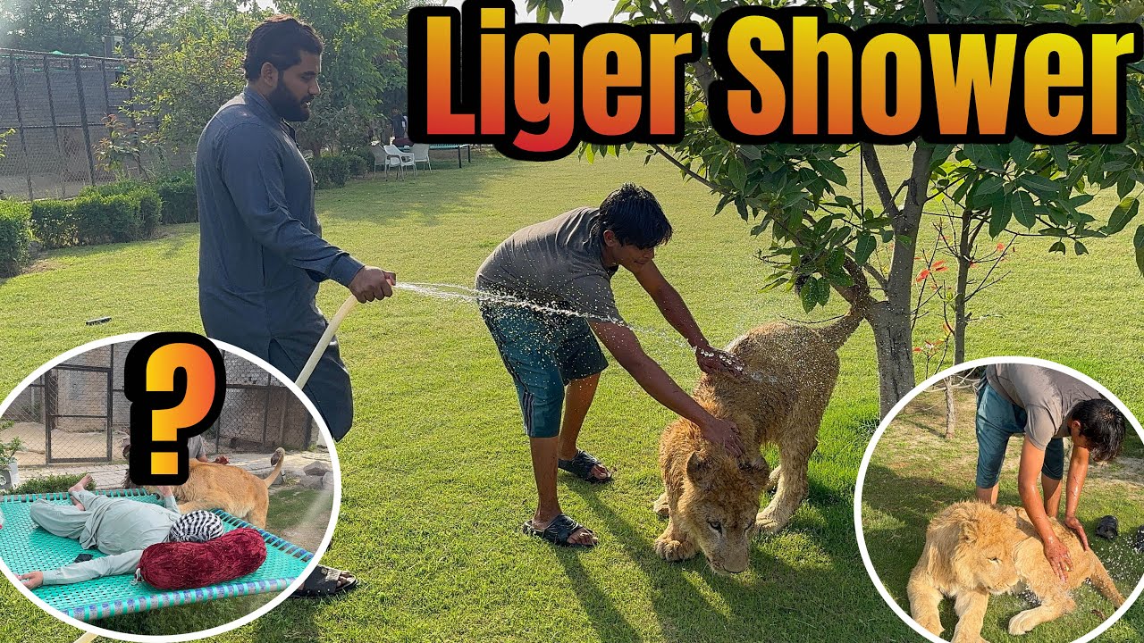 Liger Ko Shower Dai Diya 🚿🦁|Prank on junaid 😂