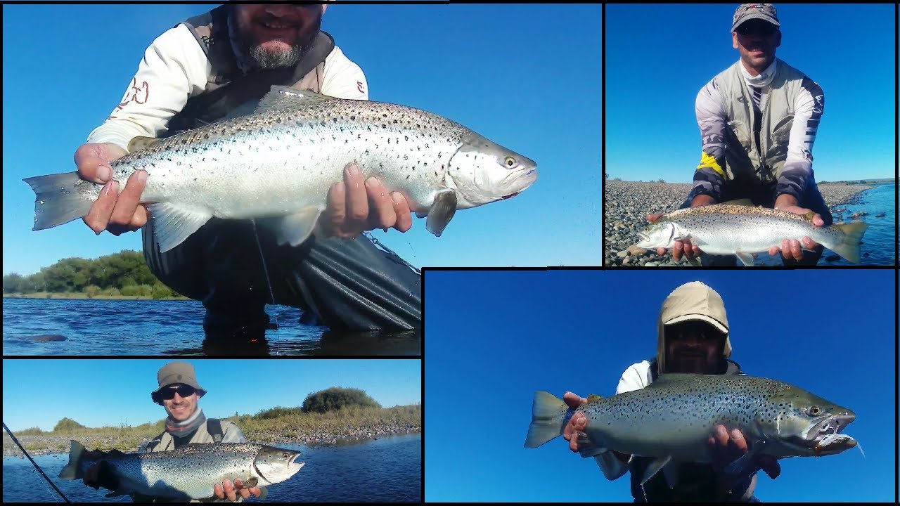 Otra excelente pesca nos regalo el Limay.... Muchas Marrones Plateadas