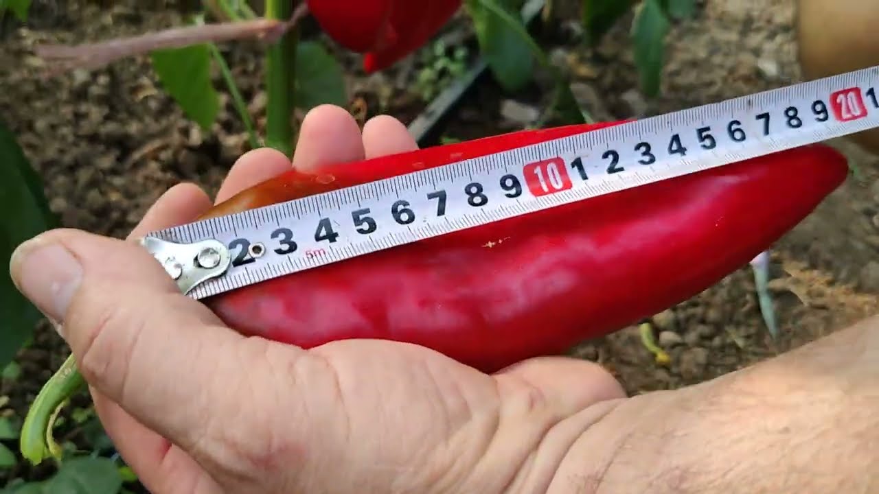 Makedonka Ajvaruša proizvodnja paprike u plasteniku
