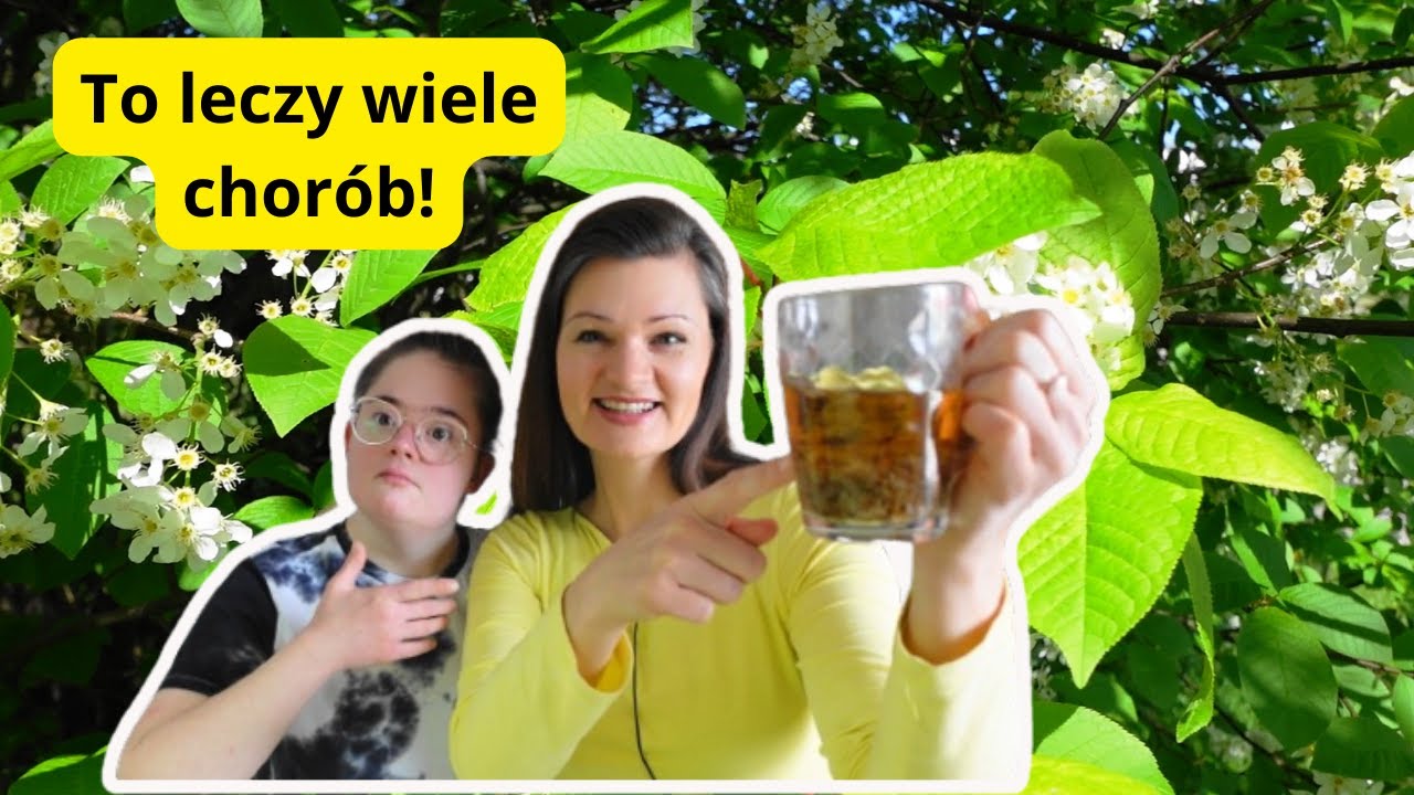 Lekarstwo na wiele chorób - pyszna HERBATA Z KWIATÓW CZEREMCHY jak ją zrobić domowym sposobem?