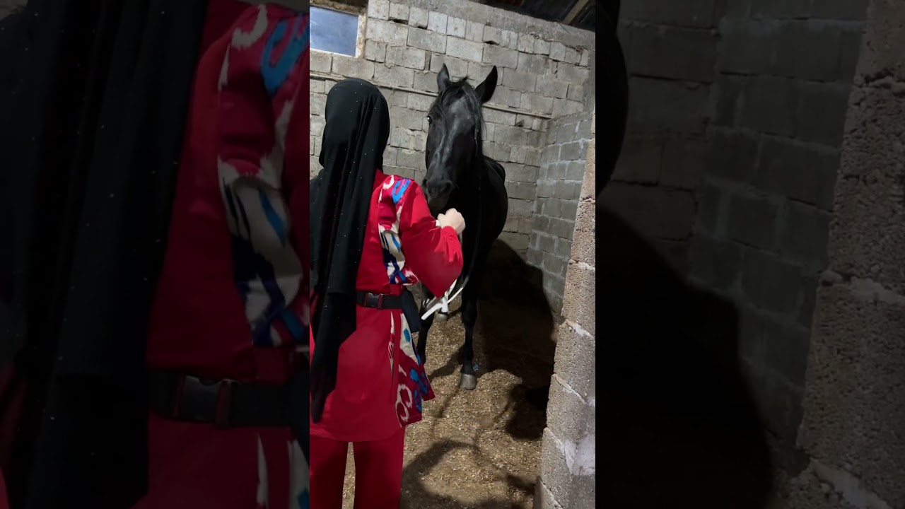 Моя терапия - лошади 🤍💌 #hijab #horses #лошади #хиджаб #muslim #islam #muslimgirl