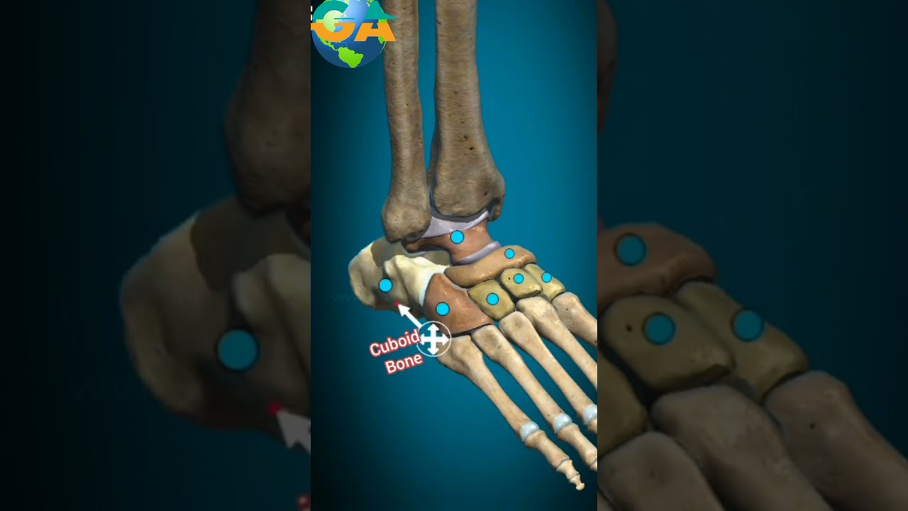 Foot Anatomy animated series GAworld01 👍🌍 pr mazeed videos k Liye subscribe kren 