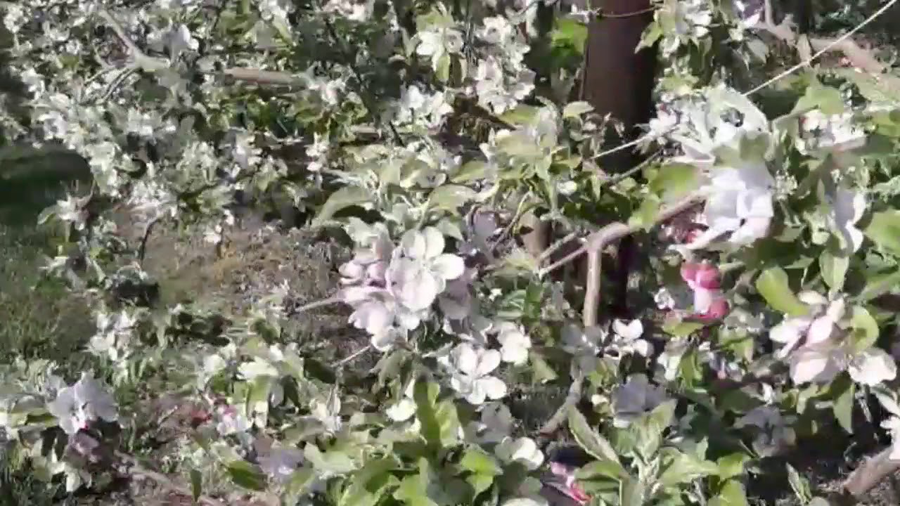 BEAUTIFUL  APPLE  FLOWERS  SPRING  SEASON  2020