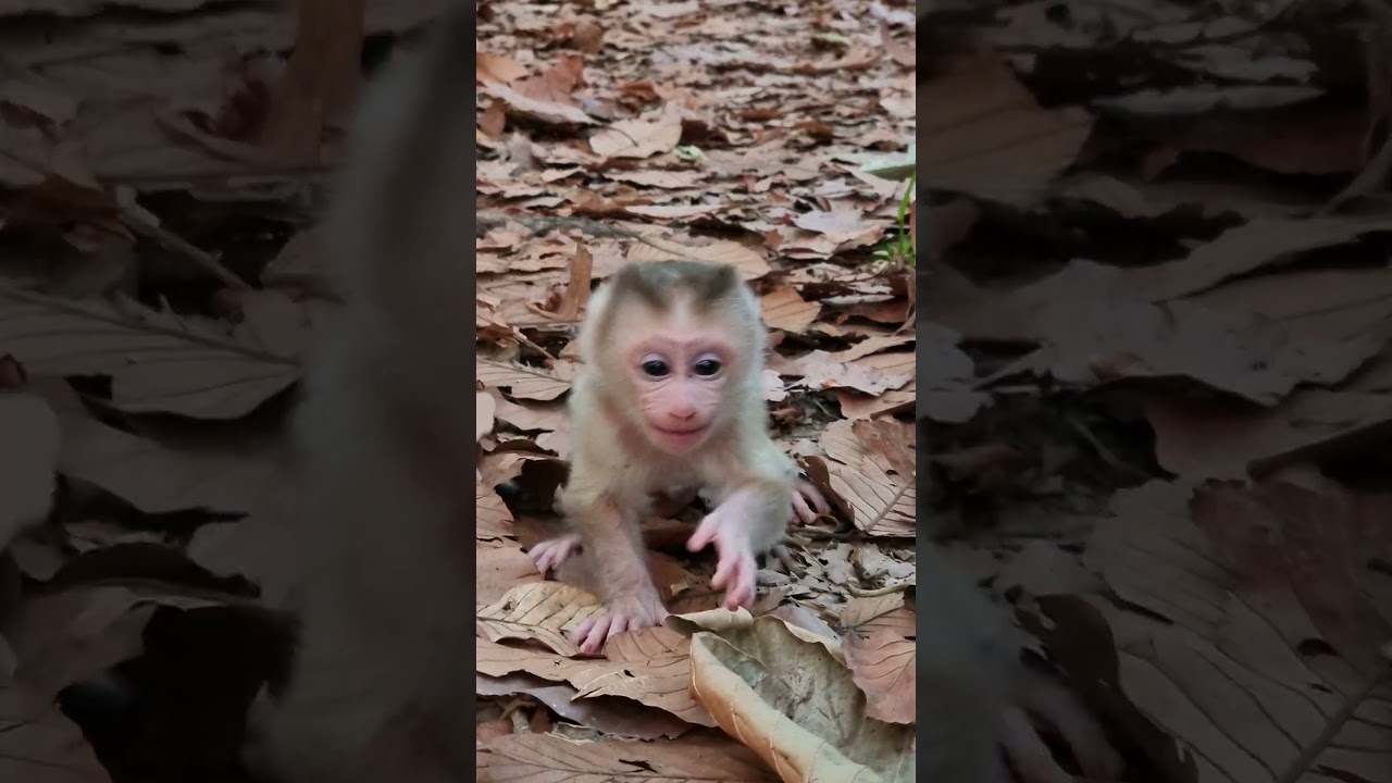 Lovely baby monkey & real mom to care #shorts