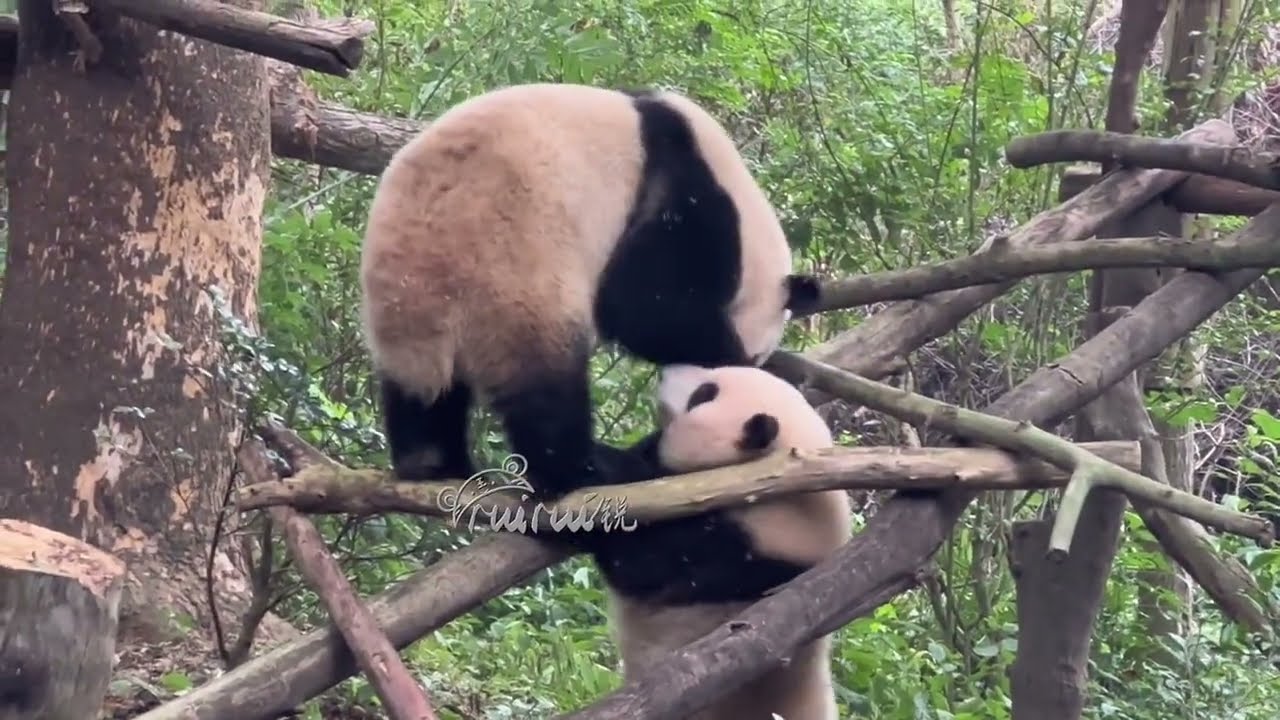 6.17 早，好运滚滚来，花花连打了六个滚👏花叶姐弟一早就在后院玩耍, 弟弟不小心把姐姐压掉下去了，花花顺势翻了六连滚🤣