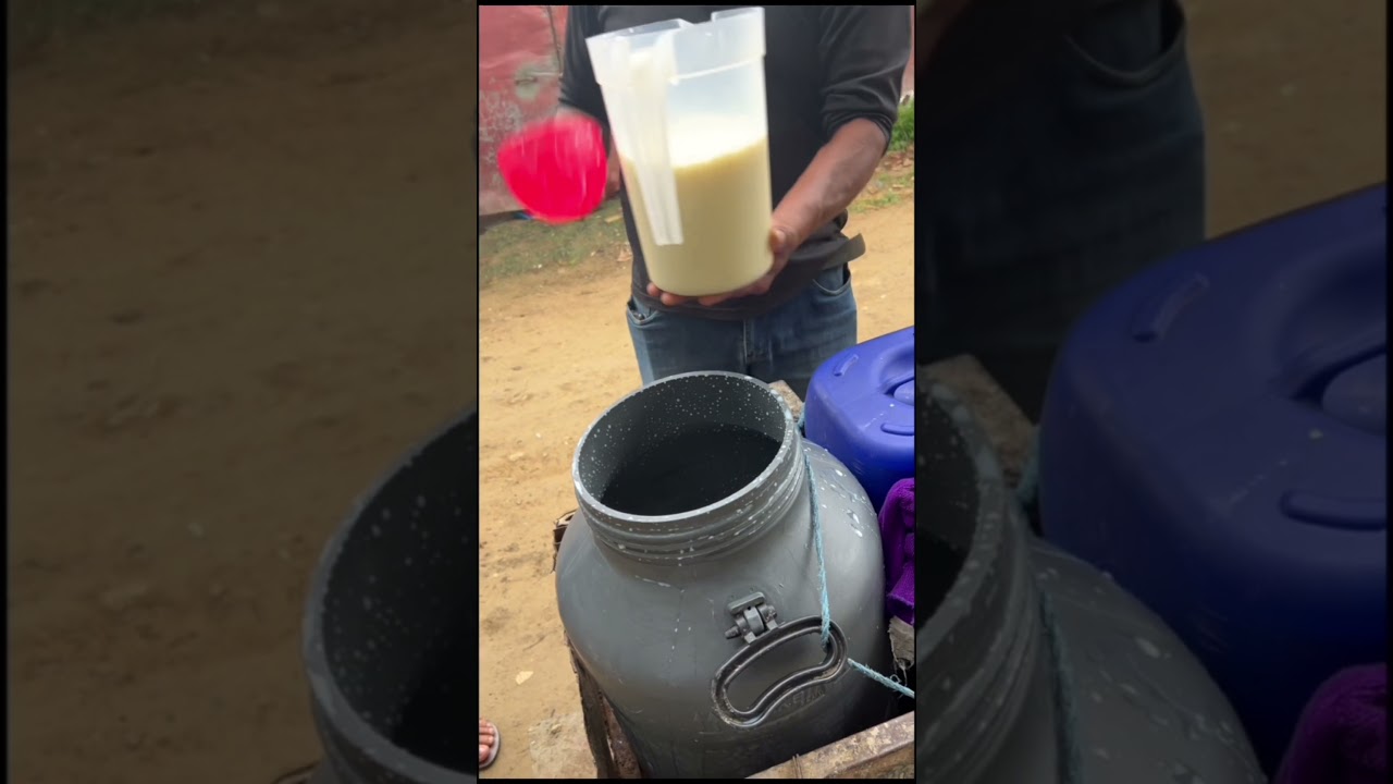 Fresh Milk from My Doorstep in Honduras 🇭🇳 