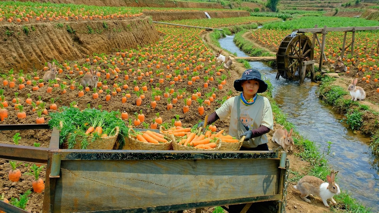 Harvest Carrot To Sell At The Market – Cook Beef Stew, Care For The Pumpkin Garden