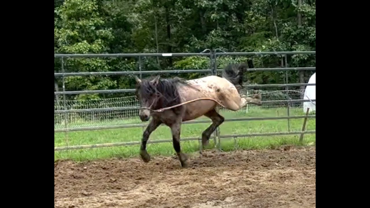 Teaching a Horse to Pick Up Its Feet, Part 2:  A Defensive, Kicking Horse