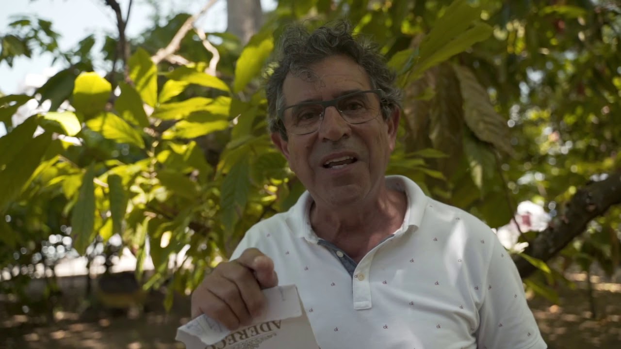 Maior crime contra a agricultura mundial: a vassoura-de-bruxa na Bahia.