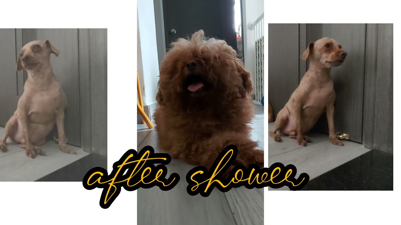 BEFORE and AFTER SHOWER/Shorts  #poodle#newhaircut