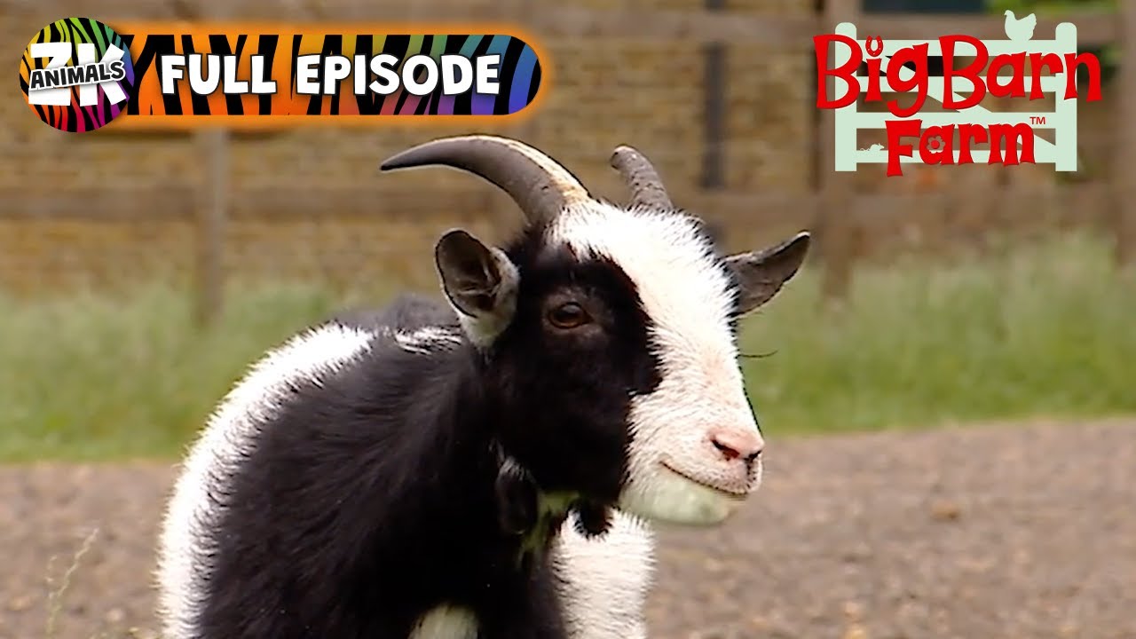 Big Barn Farm | Season 1, Episode 8 | Greedy Goat