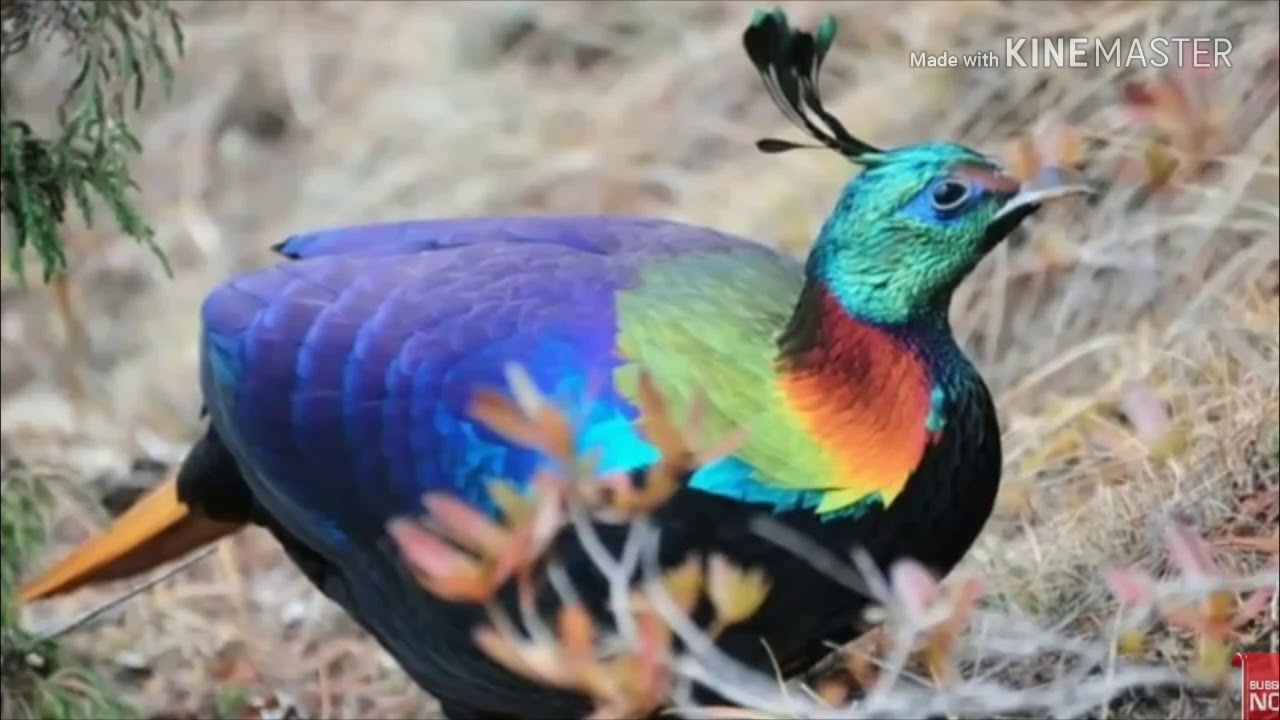 Chidu Monal
