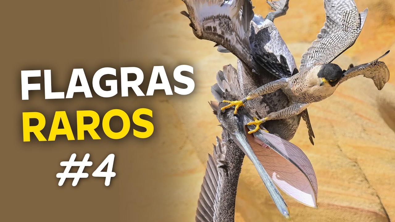 FLAGRAS INCR&Iacute;VEIS de AVES na NATUREZA #4 | P&aacute;ssaros em MOMENTOS RAROS!