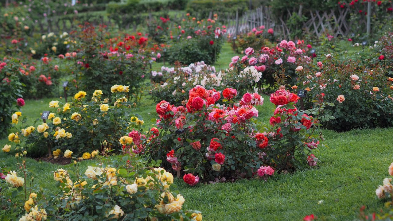 25e Concurso Internacional de Rosas Nuevas de Barcelona - 9 mayo 2025