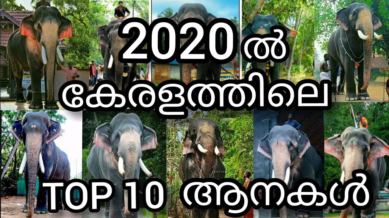 Top 10 popular Elephants in Kerala and their details | കേരളത്തിലെ ആദ്യത്തെ 10 പ്രശസ്ത ആനകൾ