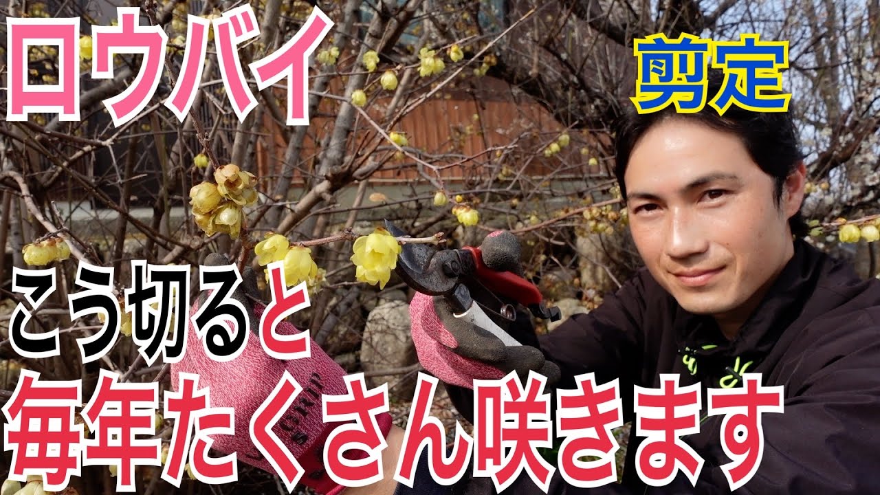 【ロウバイ】小さく維持するための剪定を実践解説します！【剪定】【植替え】【ガーデニング】【園芸】