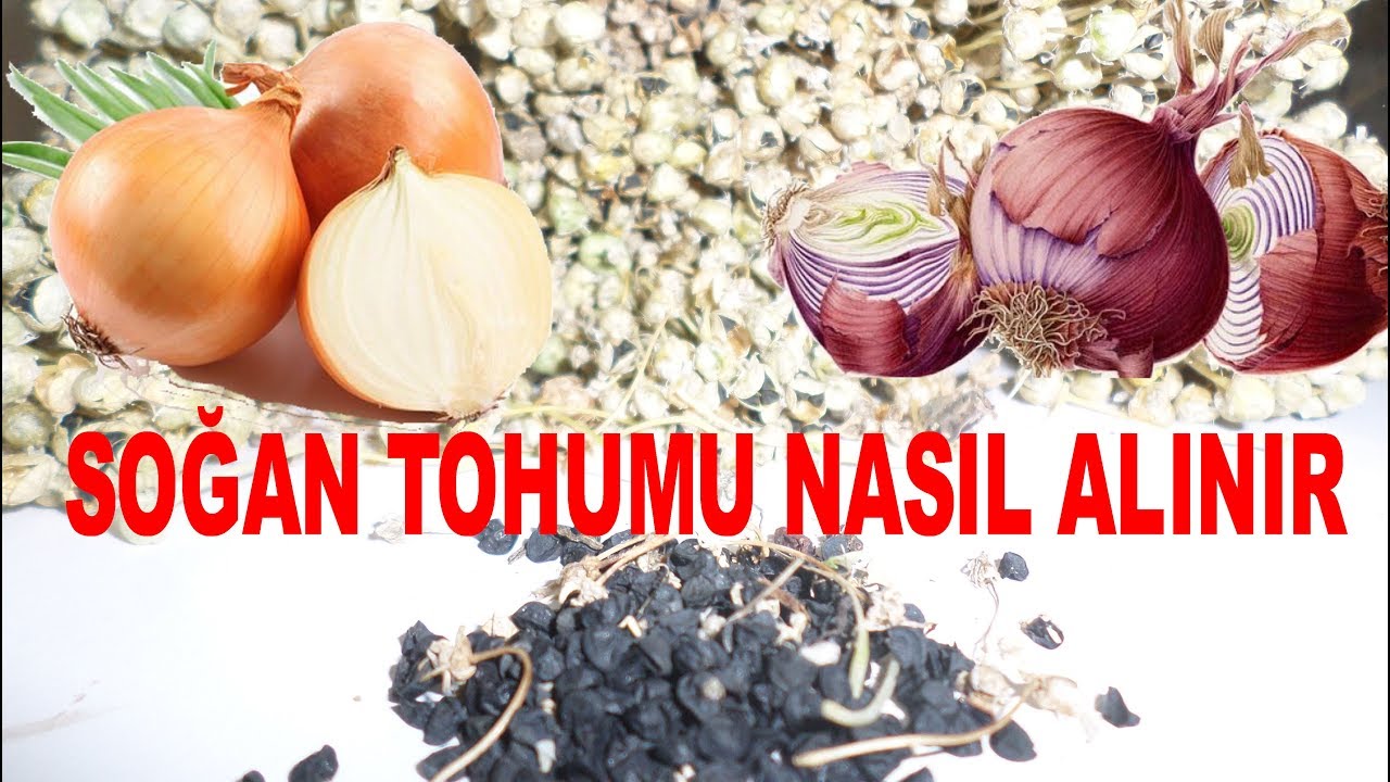 Soğan Tohumu Nasıl Alınır Soğan Üretimi