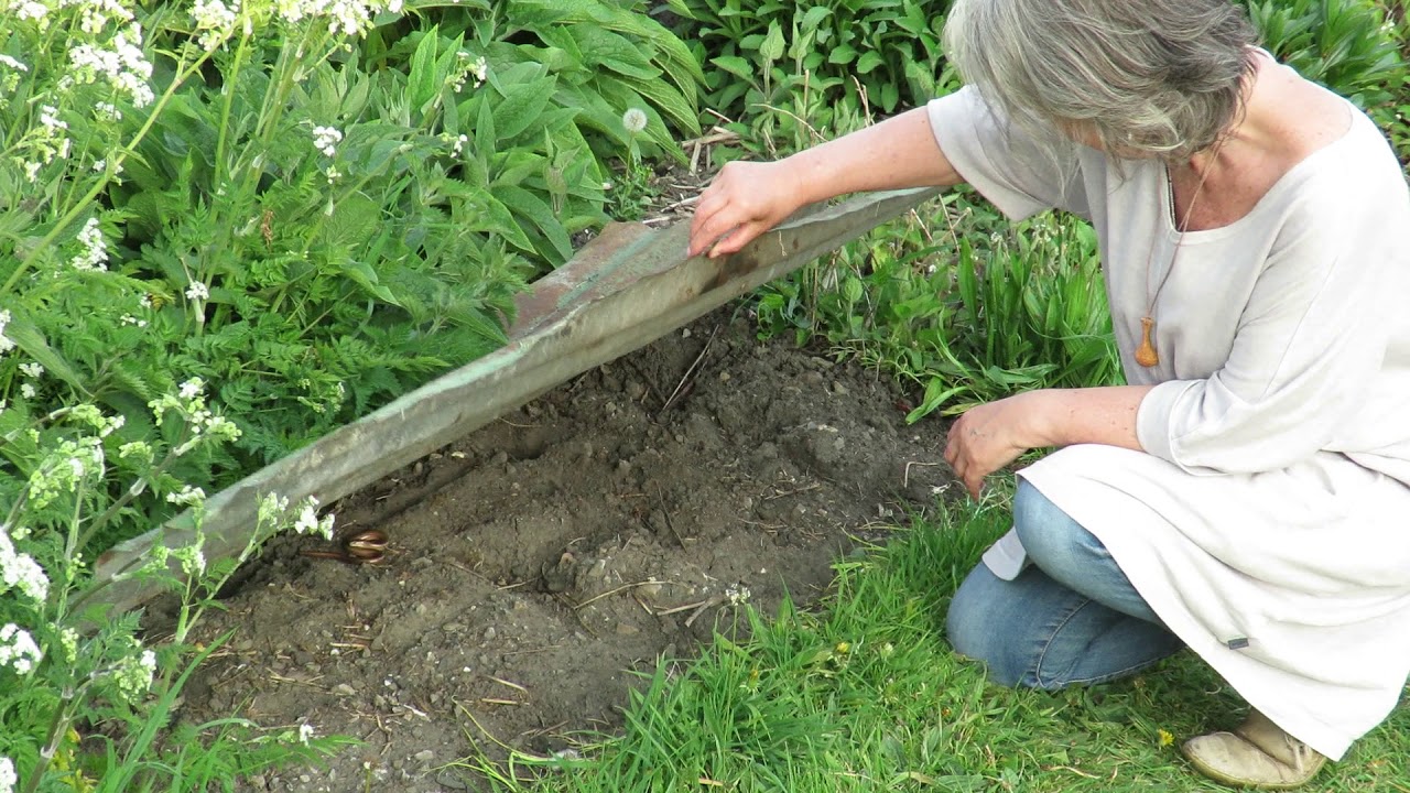 A slow worm, and something else the camera missed.