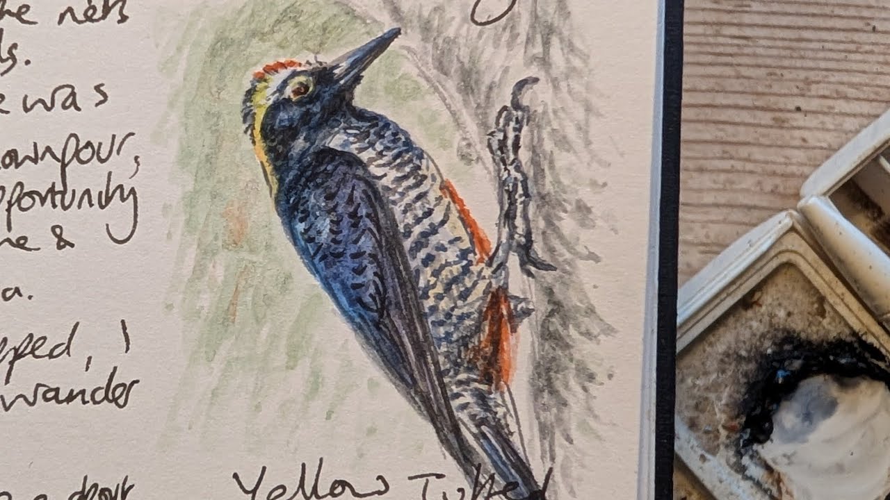 Philip Wilkins is live - painting Garima's woodpecker 