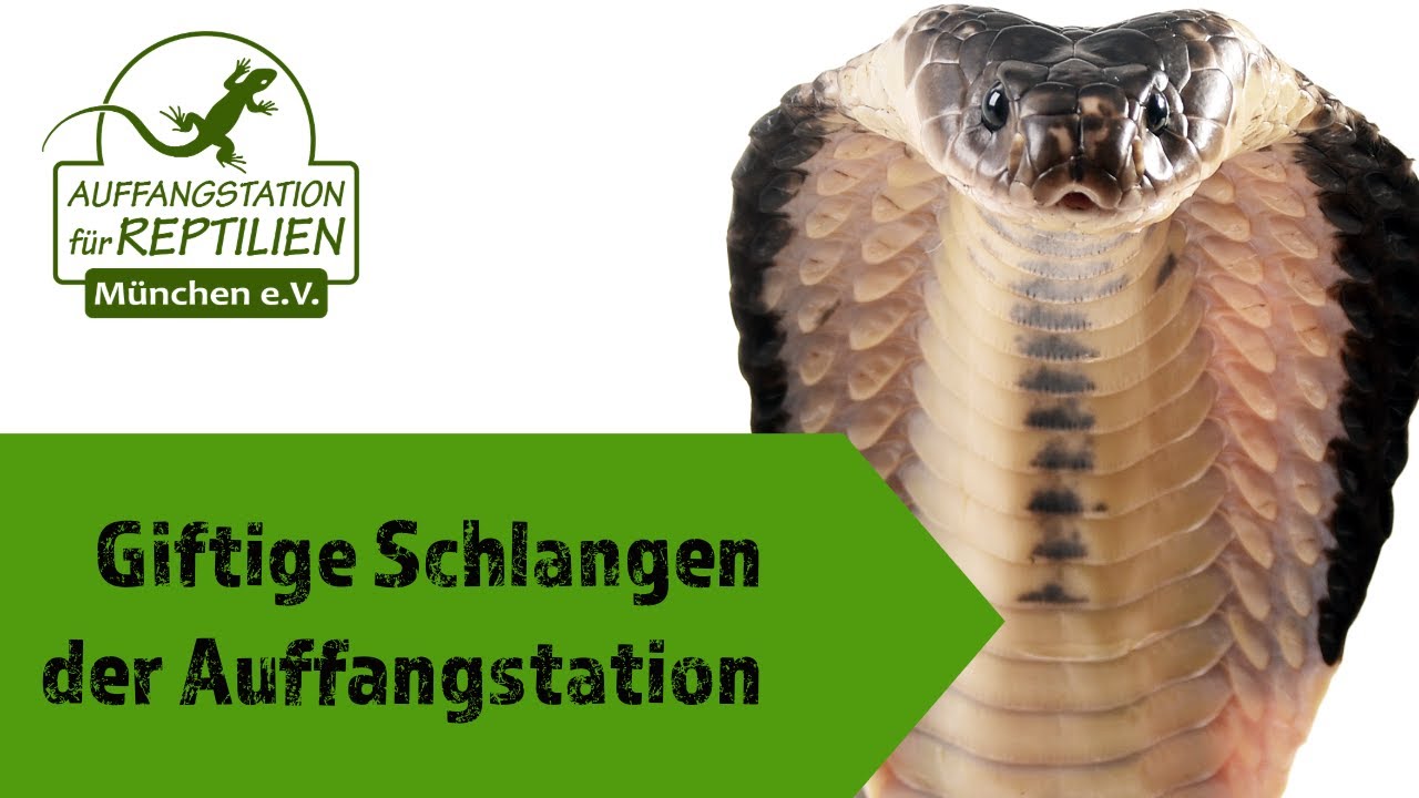 GIFTIGE Schlangen der AUFFANGSTATION