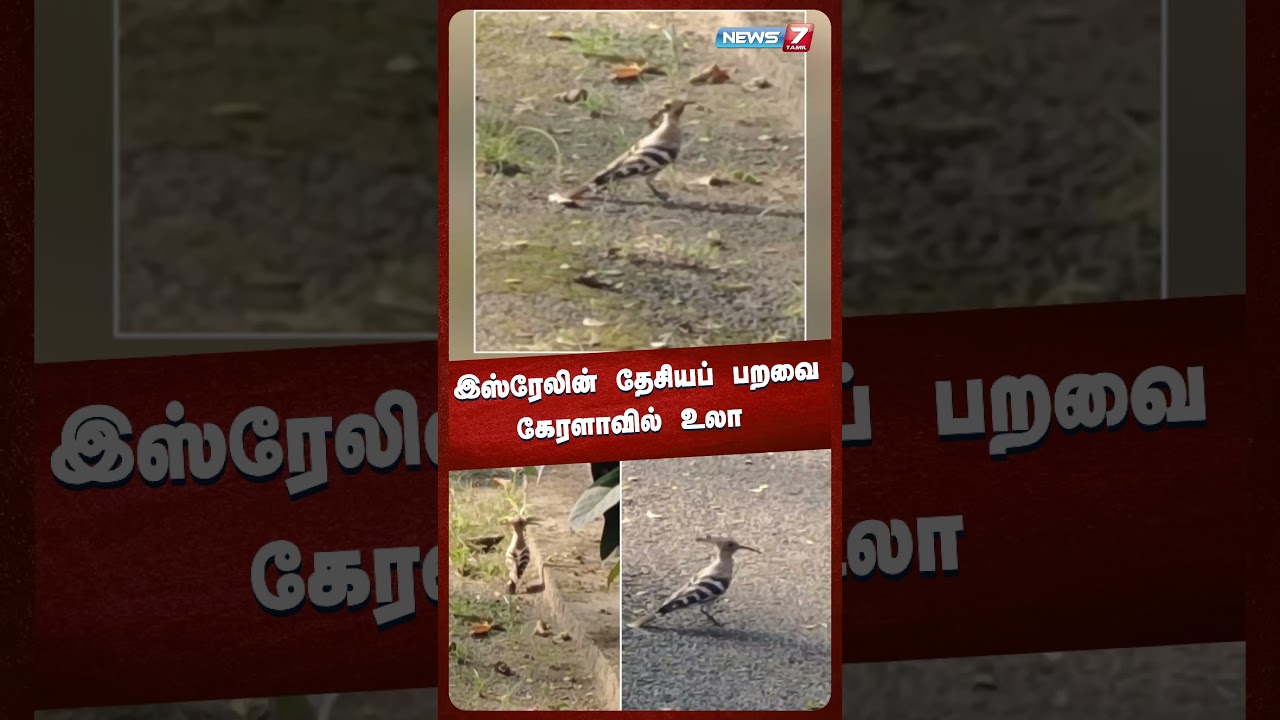 இஸ்ரேலின் தேசியப் பறவை கேரளாவில் உலா  |  @NEWS7 TAMIL