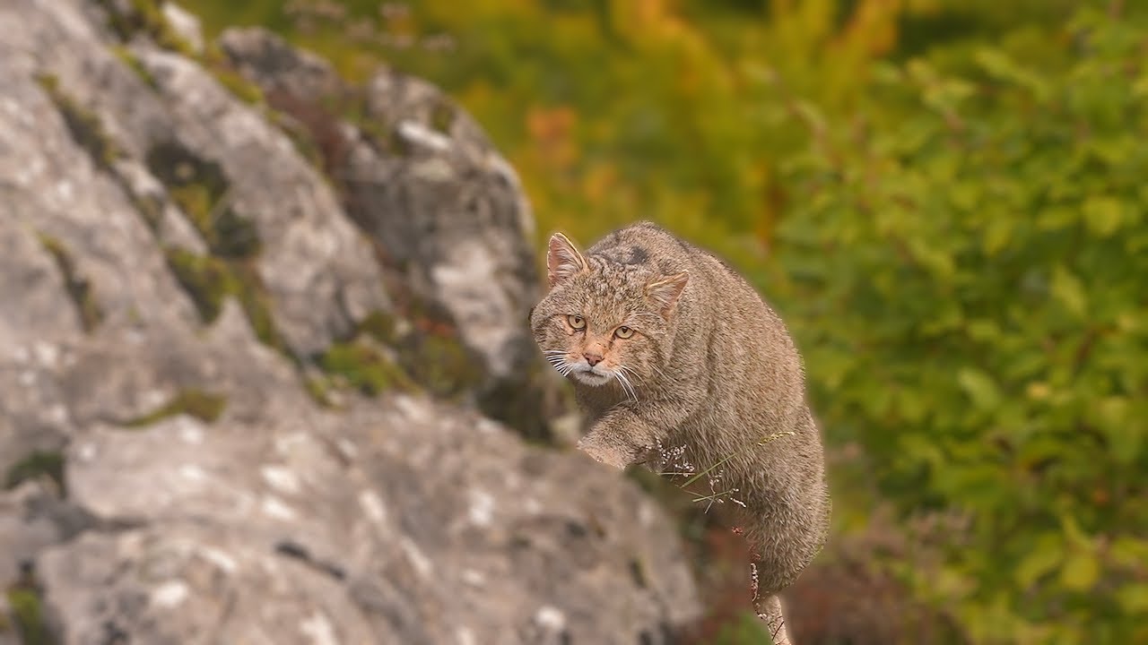 Male European Wildcat looking for prey