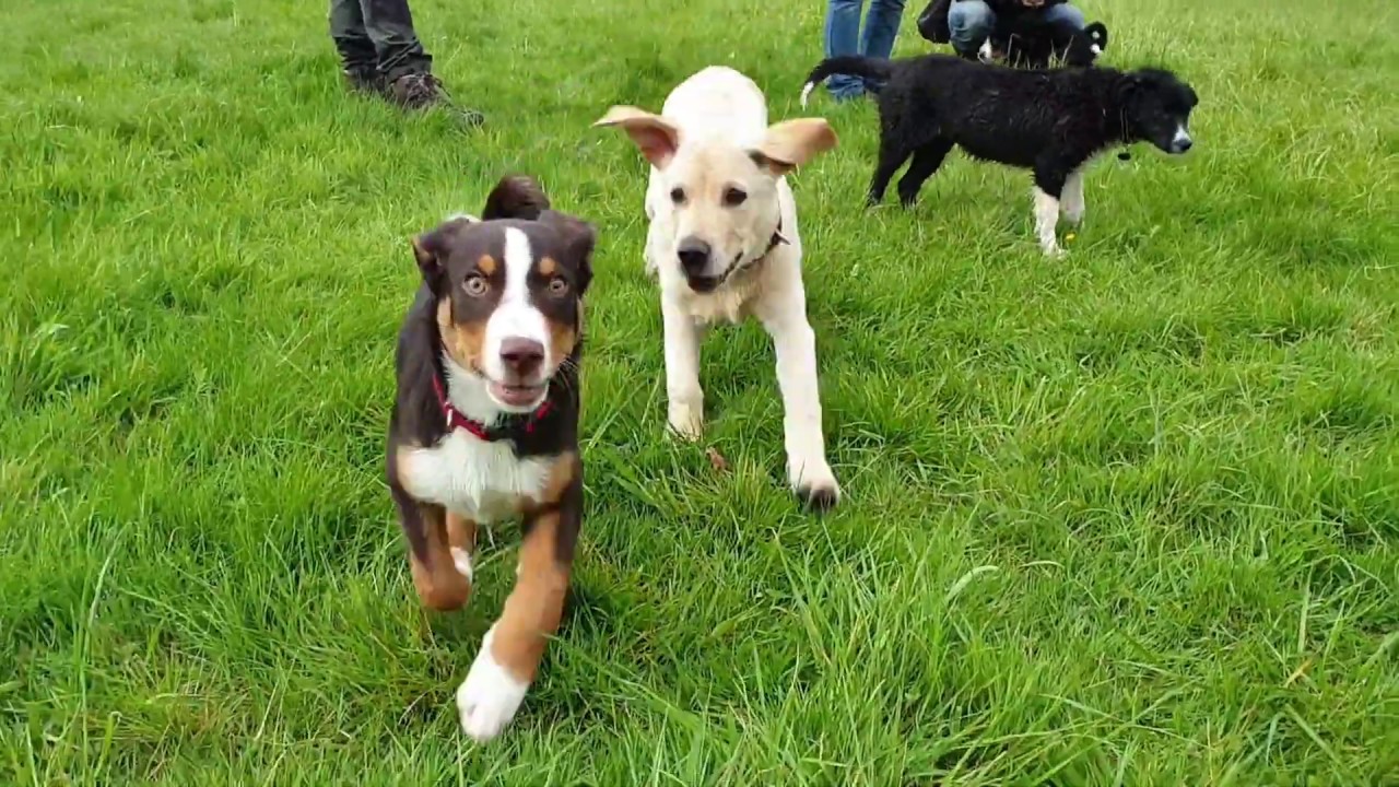 Welpen und Schafe - Welpenkurs ungefiltert - Hundeschule Stadtfelle