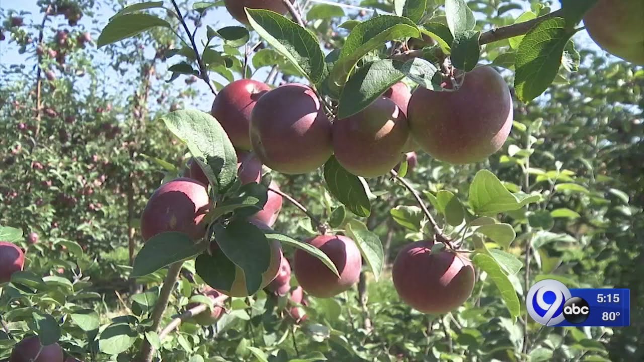 Apple season really gets going with MacIntosh apples