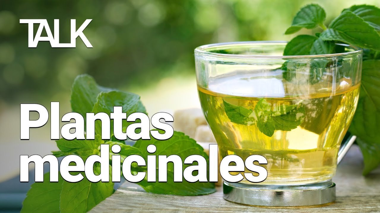 El poder de los polifenoles y las plantas medicinales en tu salud