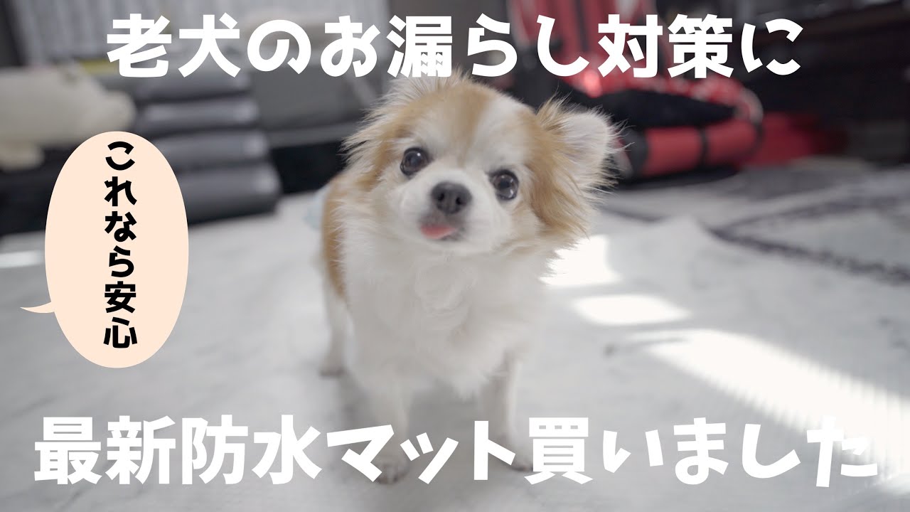 老犬のお漏らし対策に買ったペット用防水クッションマットが色々凄かった！
