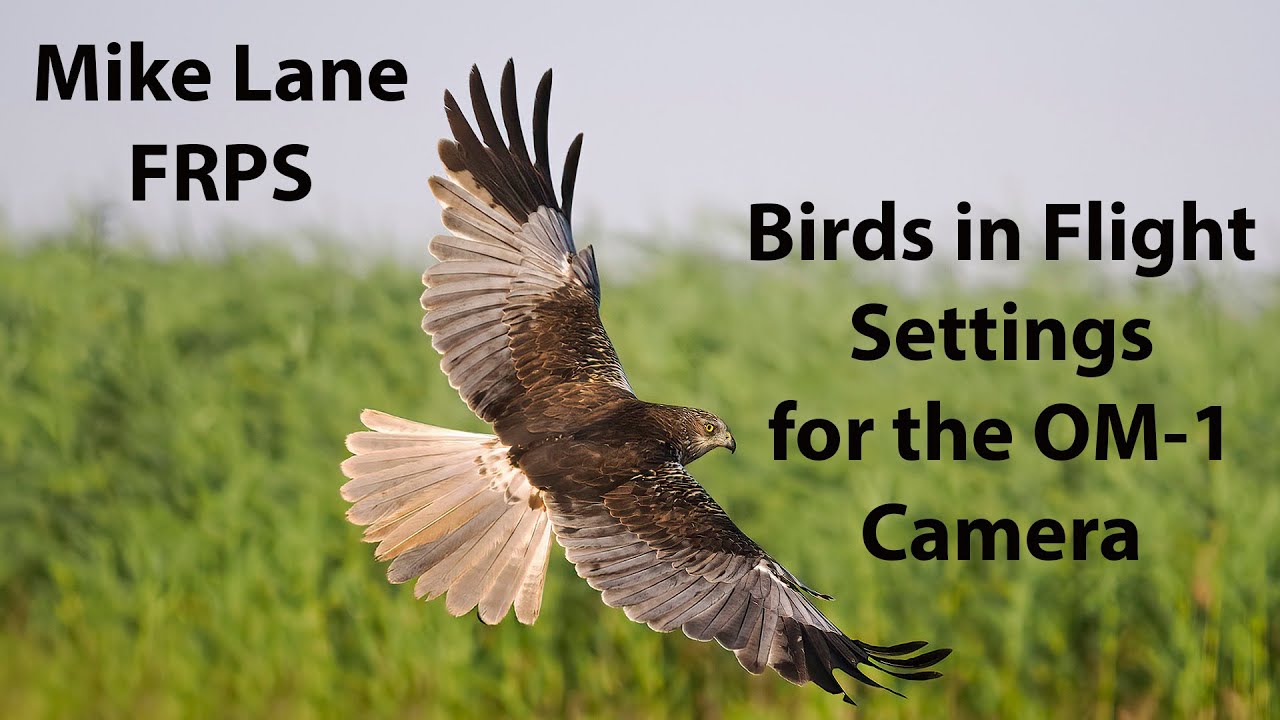 Настройки OM-1 «Птицы в полете»