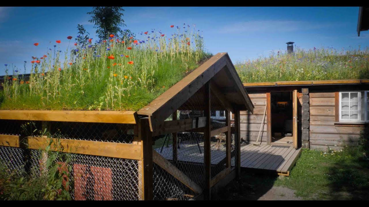 How to make a Grass Roof - Norwegian style Sod roof Torvtak with flowers