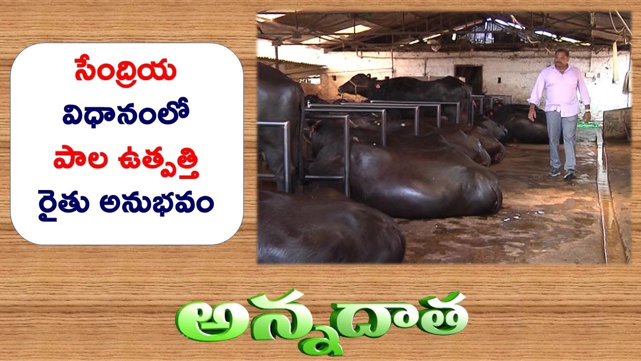 Organic Milk Production | A Success Story of NRI Farmer | RangaReddy || ETV Annadata