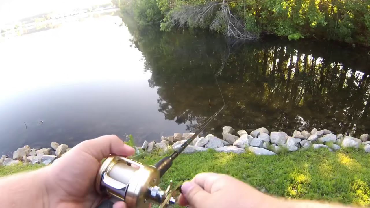 Steve&rsquo;s 2 Faced Waking Gill Cast2Catch - DinkFest