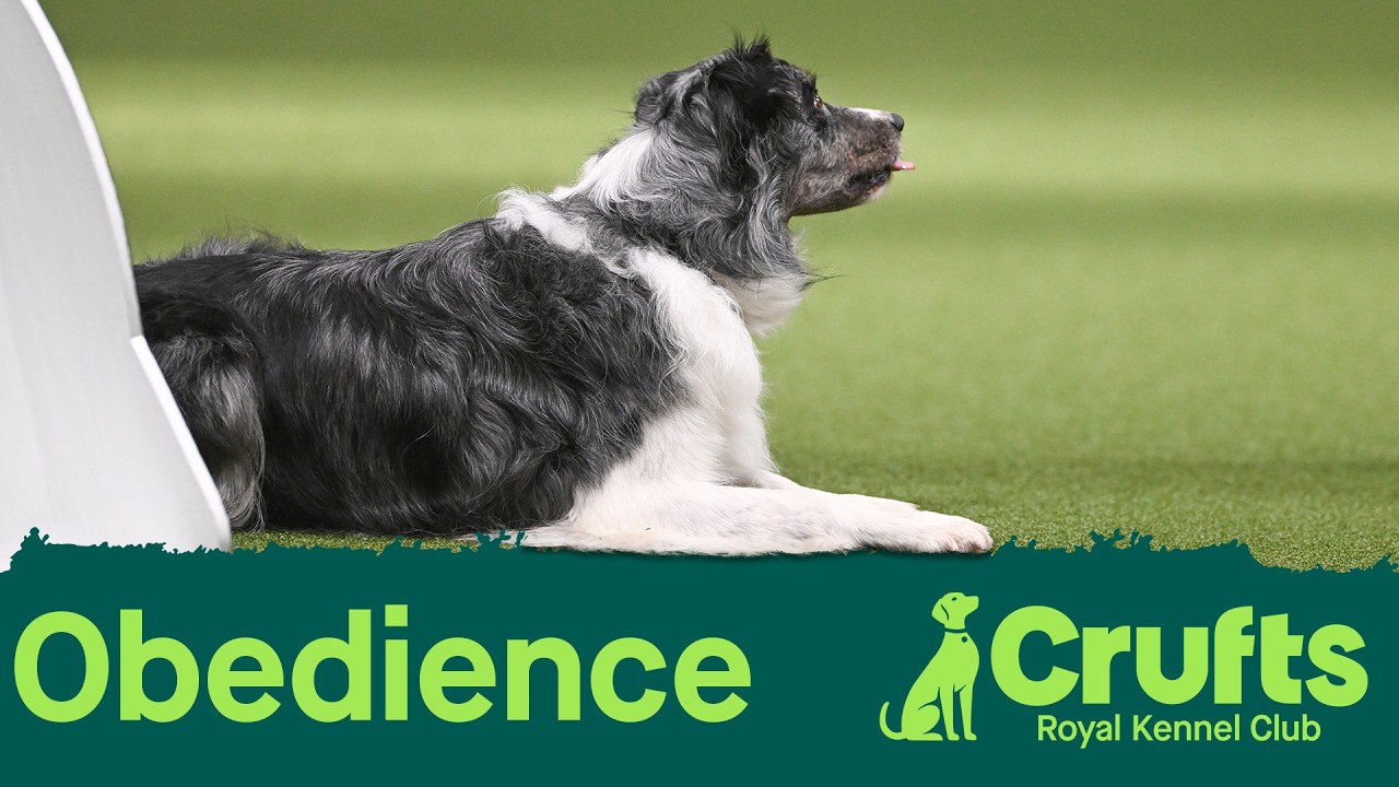 Obedience Day 2 LIVE | Inter-Regional Obedience | Crufts 2026