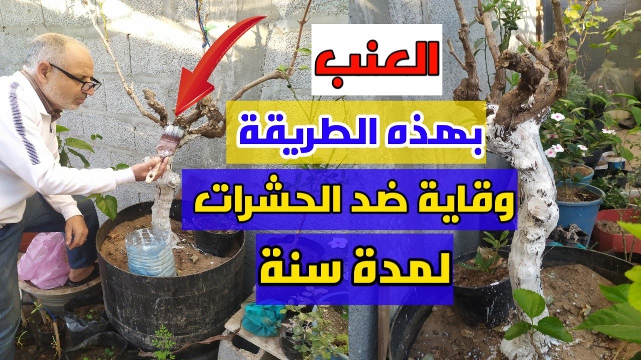 طلاء ساق الأشجار بالجير و كبريتات النحاس للوقاية من الحشرات (شجرة العنب في المنزل)