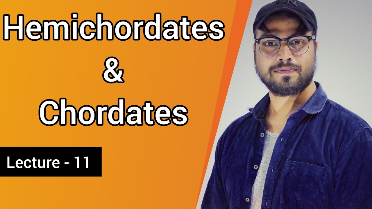 Hemichordates and Chordates