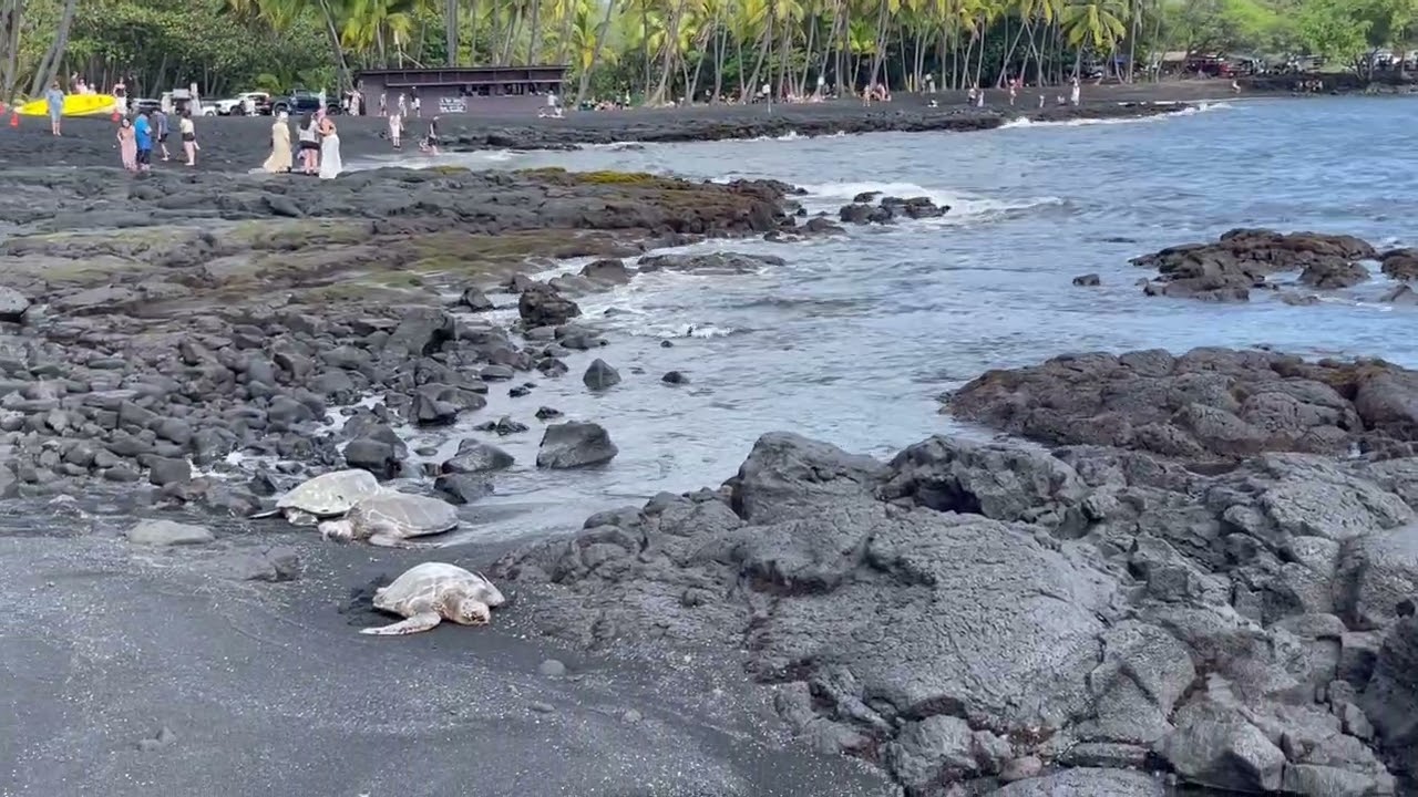 Punalu’u black sand beach with more turtles and beautiful views.