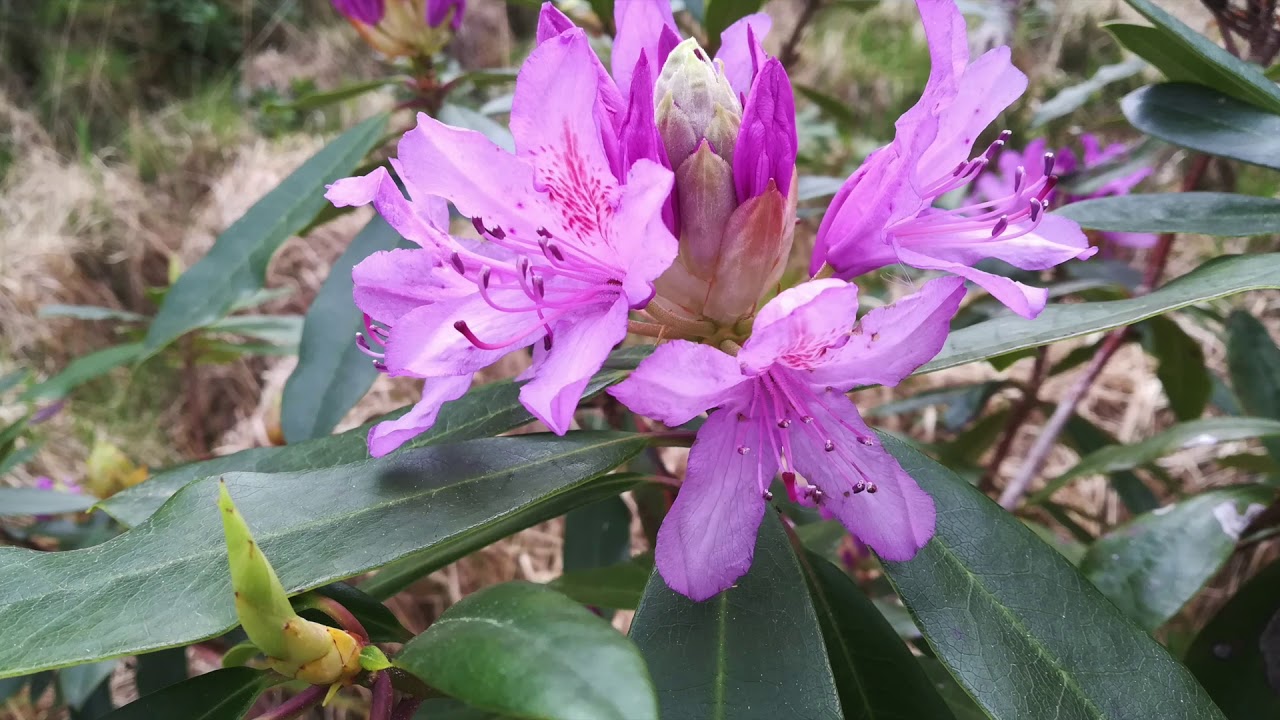 Killarney National Park: Rododendron Control and Biodiversity Management