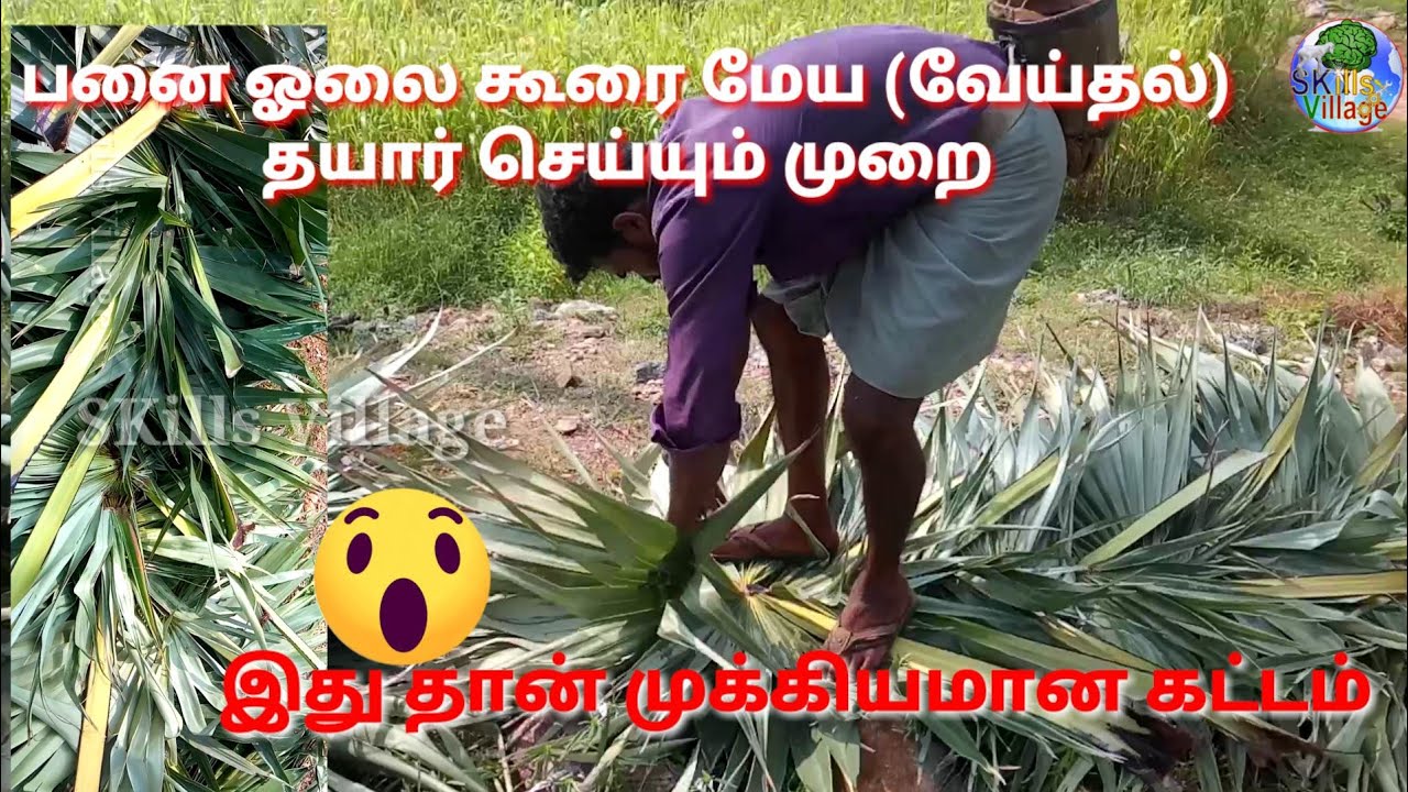 பனை ஓலை பயன்கள் |கூரை மேய (வேய்தல்) பனை ஓலையை தயார் செய்யும் முறை | SKills Village