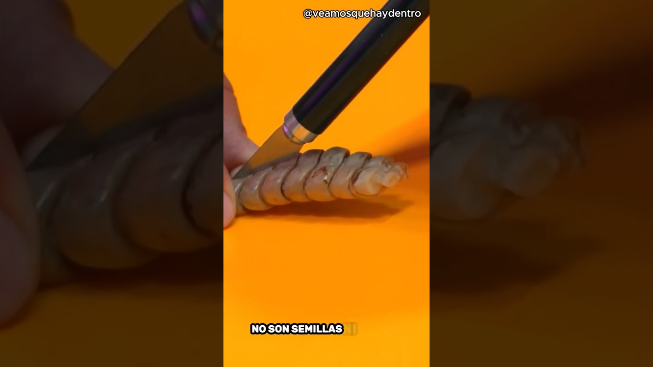 &iquest;Qu&eacute; hay dentro de un cascabel de serpiente?