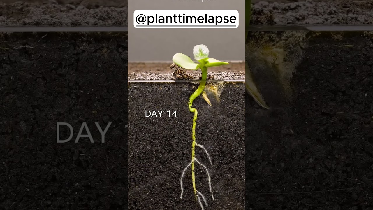 Seed to Plant Timelapse | Amazing Plant Growth 🌱 
