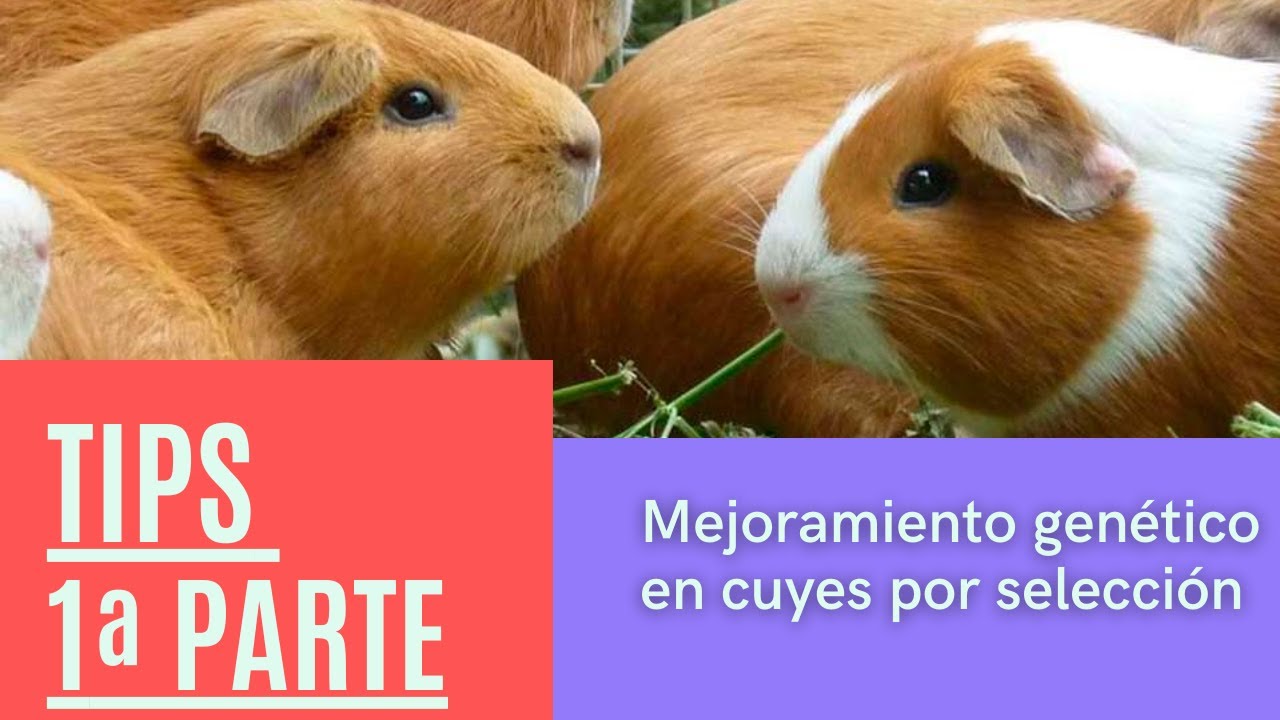 Mejoramiento genético en cuyes por selección Parte 1