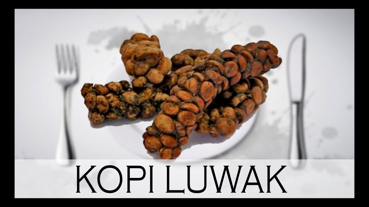 LE KOPI LUWAK - LE DÉLICIEUX CAFÉ AU CACA - À Votre Table #9